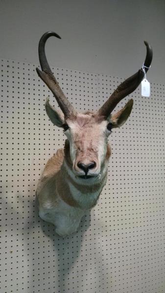 Appraisal: An antelope trophy mount