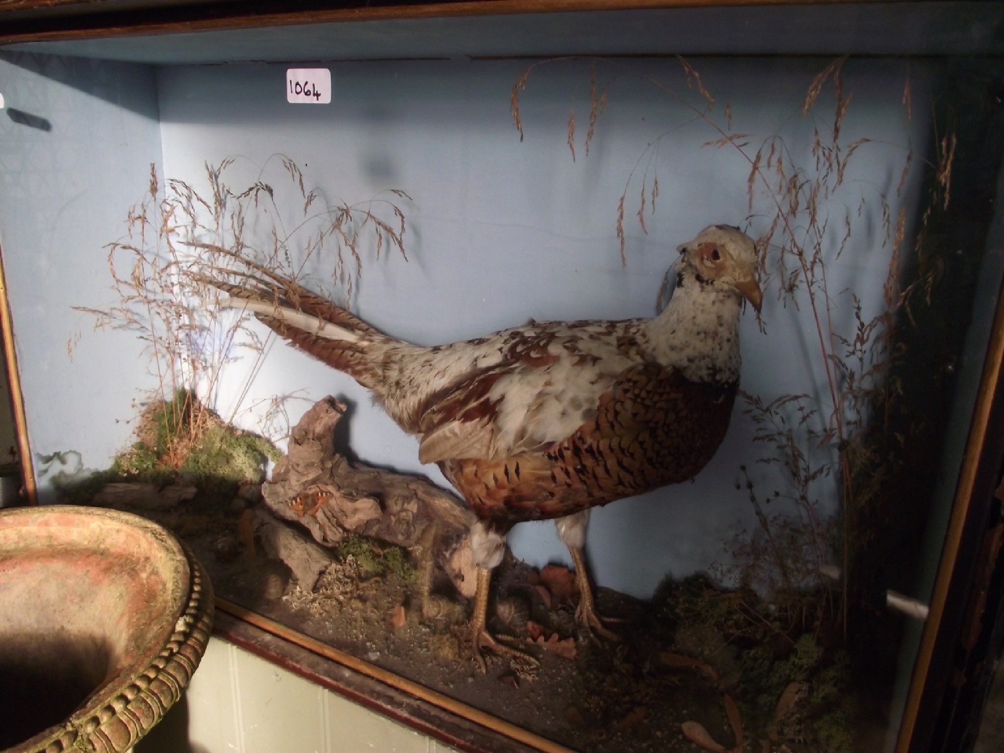 Appraisal: A stuffed and mounted pheasant in naturalistic setting housed within