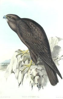 Appraisal: John Gould - Falco Subniger Black Falcon lithograph plate no