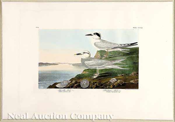 Appraisal: John James Audubon American - Havell's Tern Plate hand-colored engraving