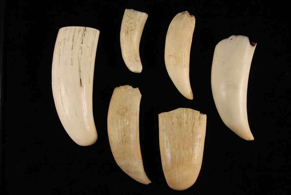 Appraisal: WHALES TEETH - Six Uncarved Ivory Whales Teeth all th