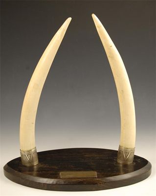 Appraisal: A pair of Indian elephant tusks with white metal collars