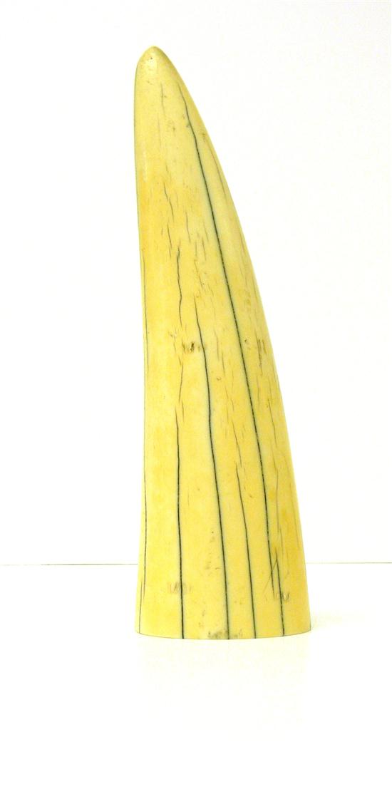 Appraisal: Walrus tusk undecorated yellowed patina veining smooth end surface wear