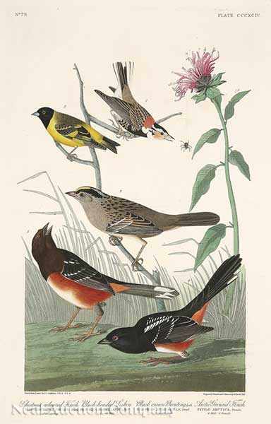 Appraisal: John James Audubon American - Chestnut Colored Finch Black-headed Siskin