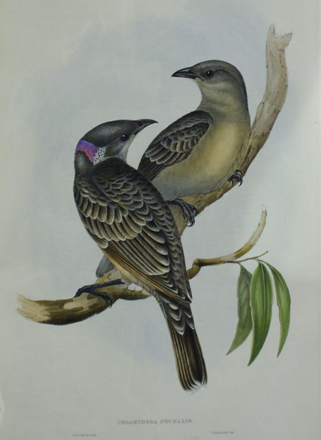 Appraisal: Great Bower-Bird Chlamydera Nuchalis Lithograph by Elizabeth Gould