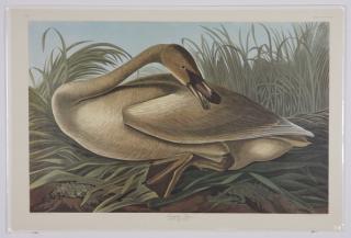 Appraisal: Audubon Amsterdam Edition lithographs Group of four colored lithographs -