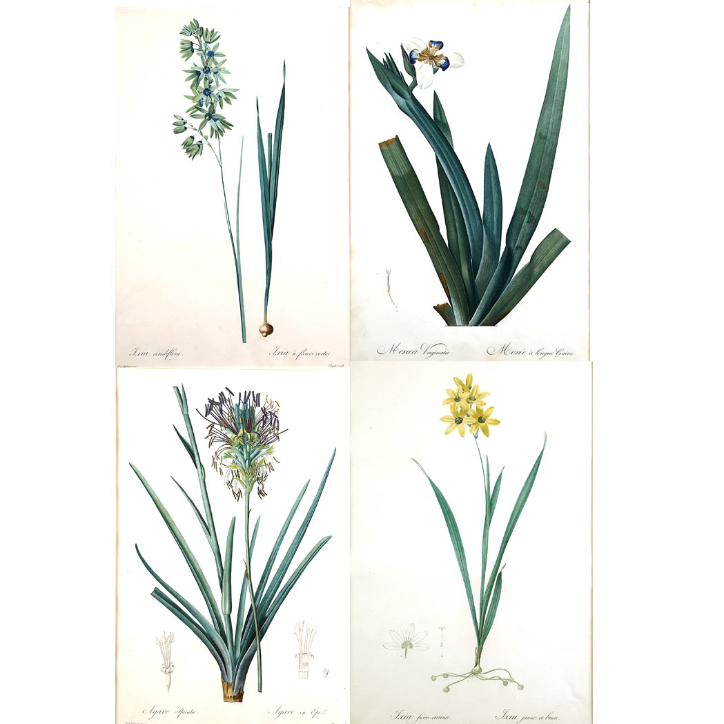 Appraisal: After Pierre-Joseph Redoute - AGAVE SPICATA IXIA FUSCO-CITRINA IXIA VIRIDIFLORA