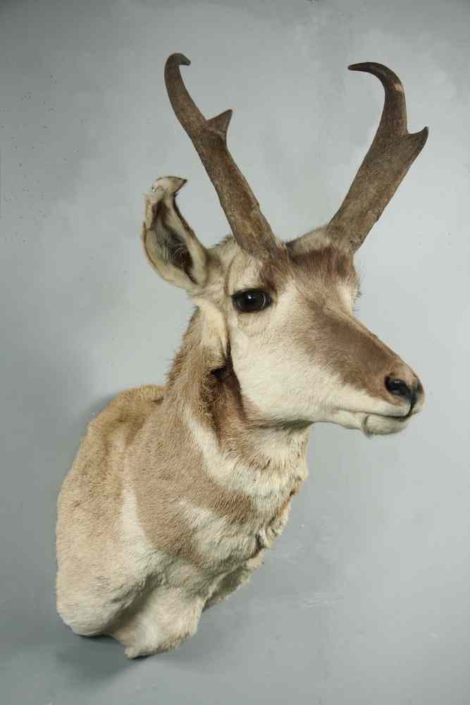 Appraisal: EXOTIC BIG GAME TAXIDERMY MOUNT - Taxidermy Mount of a