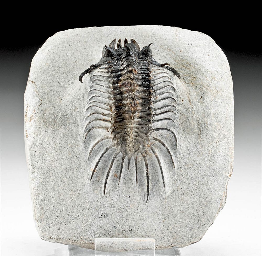 Appraisal: Fossilized Acastidae Phylonix Trilobite w Stone Matrix Ancient Seas Morocco