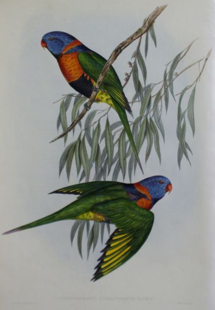 Appraisal: Red-collared Lorikeet Trichoglossus Rubritorquis