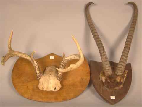 Appraisal: TWO MOUNTED ANTLERS along with a branding iron with the