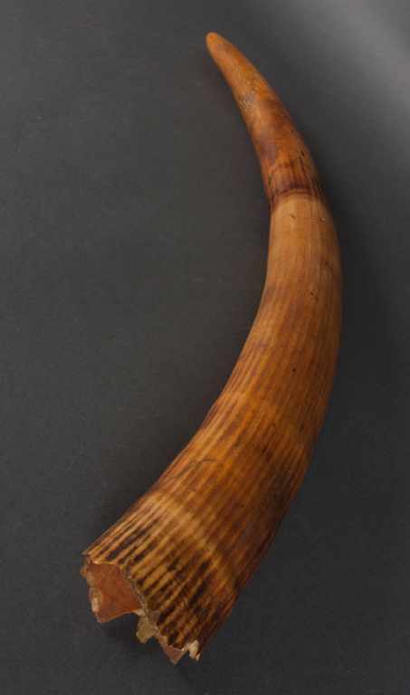 Appraisal: African ivory tusk approx in L Estimate - Natural cracks