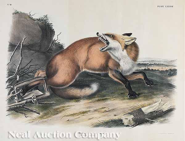 Appraisal: After John James Audubon American - American Red-Fox No Plate