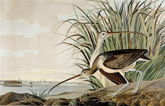 Appraisal: John James Audubon after New York - LONG BILLED CURLEW