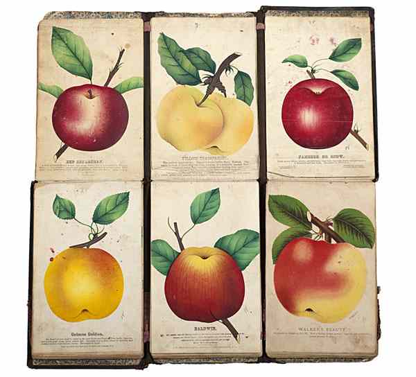 Appraisal: Salesman's Book of Fruit and Flower Color Plates Some refer