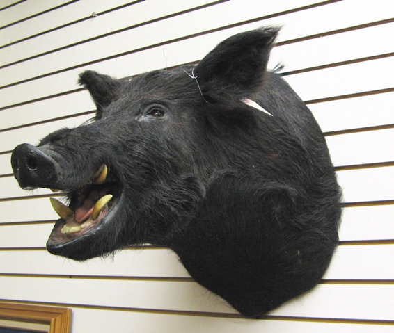 Appraisal: BLACK RUSSIAN WILD BOAR trophy head mount the open mouth