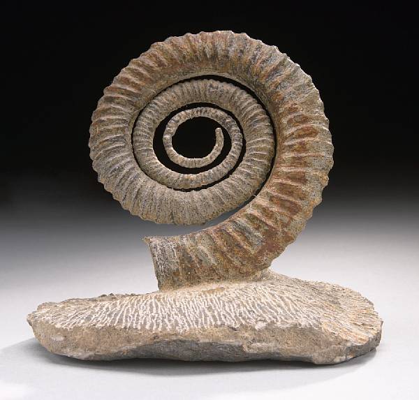 Appraisal: Uncoiled Ammonite Anetoceras Lower Devonian Morocco A single ammonite exhibiting