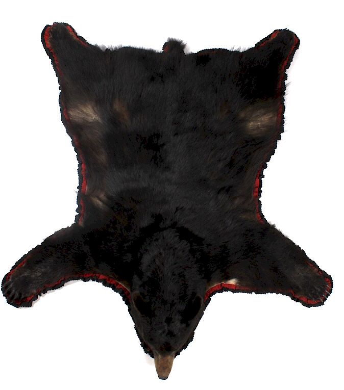 Appraisal: Large Trophy Black Bear Rug Mount For your consideration in