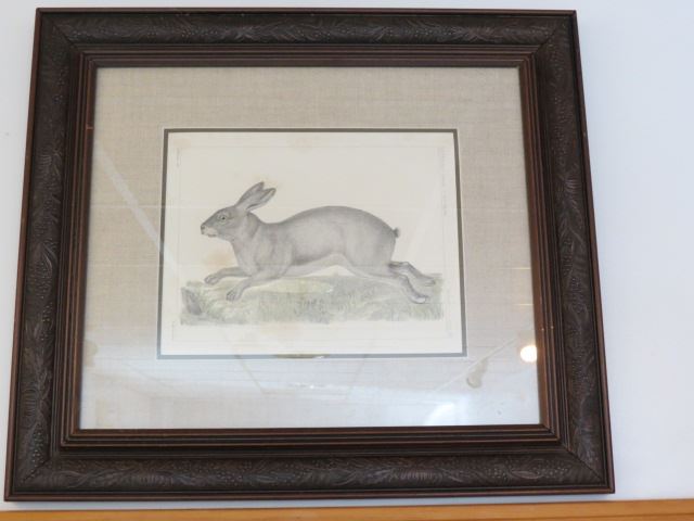 Appraisal: Handcolored Lithograph of a Rabbit th century U S Pacific