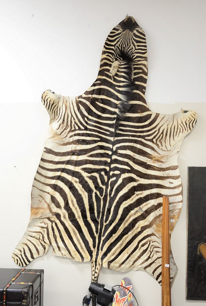 Appraisal: African Zebra skin rug x African Zebra skin rug x