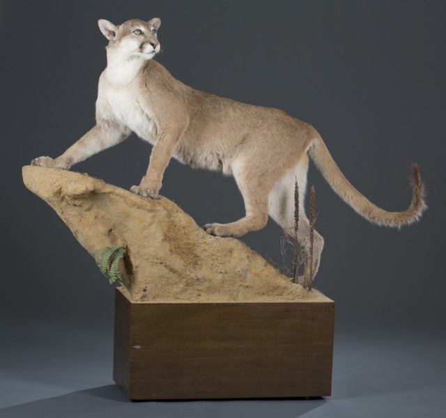 Appraisal: Full Mountain Lion Jonas Brothers Taxidermy Mount H x W