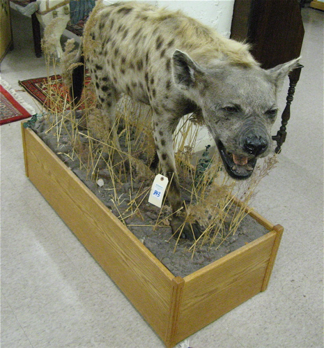 Appraisal: AFRICAN SPOTTED HYENA crocuta crocuta full mount on habit pedestal