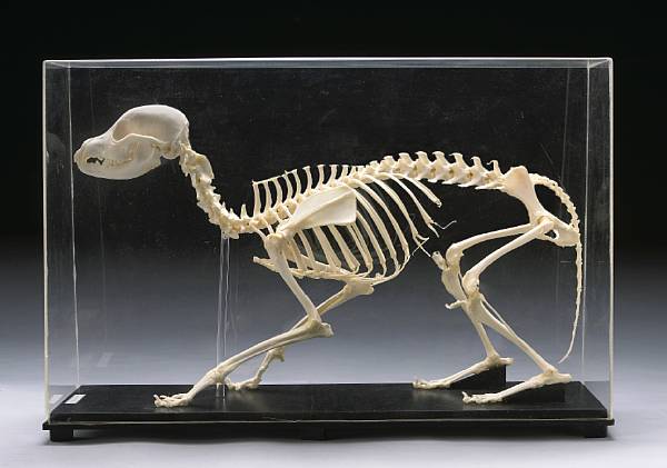 Appraisal: Mounted Domestic Dog Skeleton Canis familiaris An excellent teaching specimen