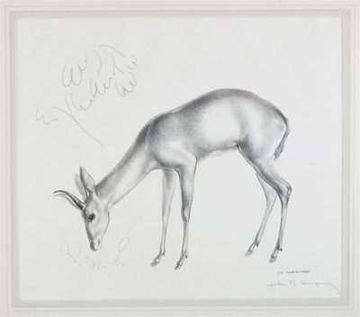 Appraisal: John Skeaping - Study of an antelope Signed in pencil