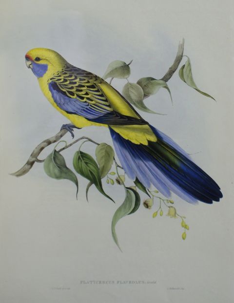 Appraisal: Yellow-rumped Parrakeet Platycercus Flaveolus Lithograph by Elizabeth Gould