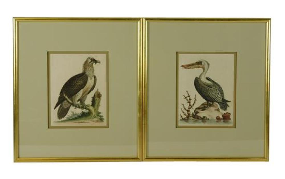 Appraisal: George Edwards British - two hand-colored bird engravings from A