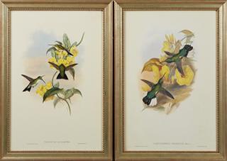 Appraisal: John Gould and H C Richter Thaumatias Leucogast John Gould