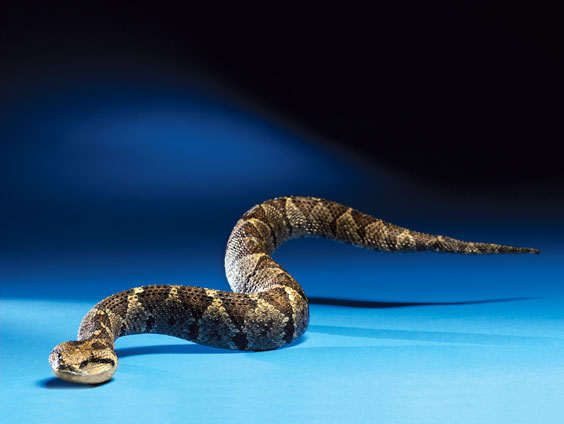 Appraisal: JUMPING VIPER Bothrops nummifer Mexico This taxidermy display is of