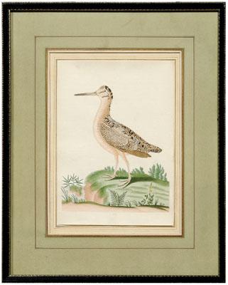 Appraisal: Rare John Abbot watercolor British Georgia - Godwit Woodcock number