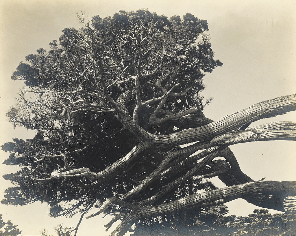 Appraisal: WESTON EDWARD - Cypress Point Lobos Silver print x inches