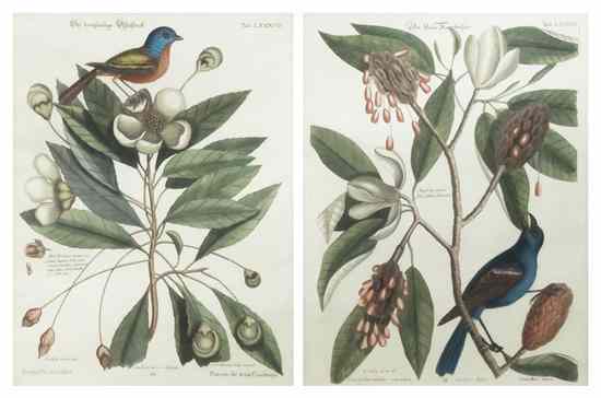 Appraisal: CATESBY MARK A group of two hand-colored engravings of birds