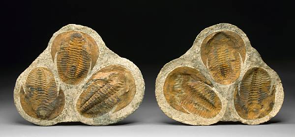 Appraisal: Two Decorative Trilobite Plaques Part and Counterpart Cambropallas telesto Cambrian