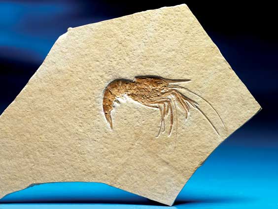 Appraisal: FOSSIL SHRIMP Aeger ap Jurassic Solnhofen Germany Fossil Shrimps comprise