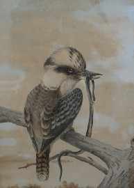 Appraisal: Neville Henry Pennington Cayley - Kookaburra and Snake watercolour signed