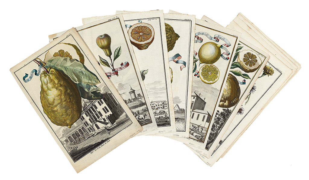 Appraisal: FRUIT Volckamer Johann Christoph Thirteen hand-colored engraved plates of citrus