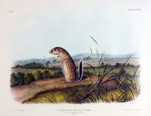 Appraisal: James W Audubon American - Mexican Marmot-Squirrel Hand-colored engraving framed