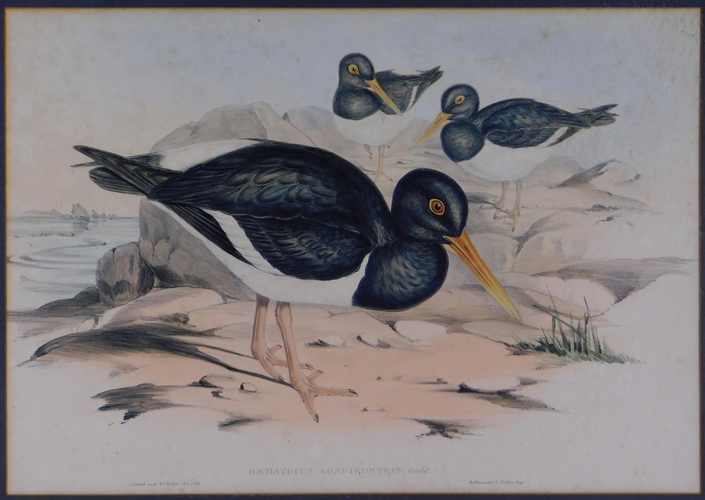 Appraisal: GOULD PIED OYSTERCATCHER HAND COLORED LITHOGRAPH Elizabeth GouldUnited Kingdom Illustrated