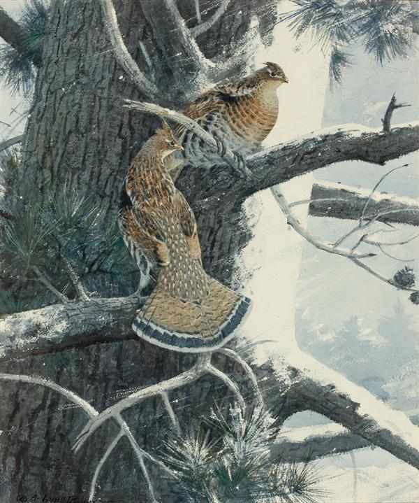 Appraisal: A LASSELL RIPLEY American - ''Grouse on an Old Pine''