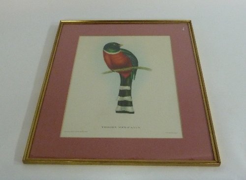 Appraisal: After Gould Trogon Mexicanus and sundry pictures