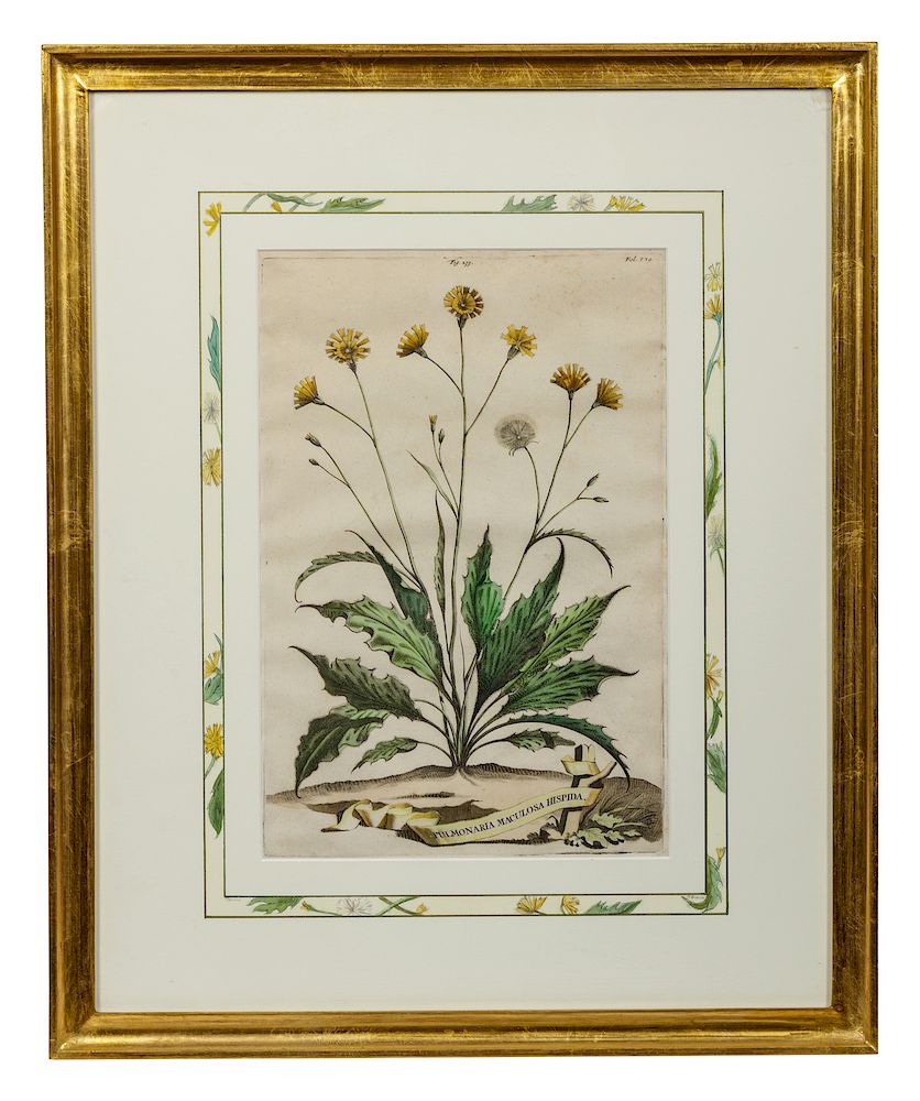 Appraisal: Two Botanical Prints x inches Two Botanical Prints x inches