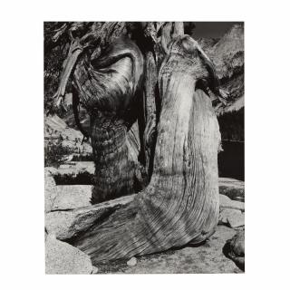 Appraisal: Edward Weston American gelatin silver print negative from printing from