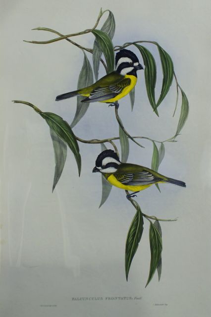 Appraisal: Frontal Shrike-Tit Falcunculus Frontatus Lithograph by Elizabeth Gould