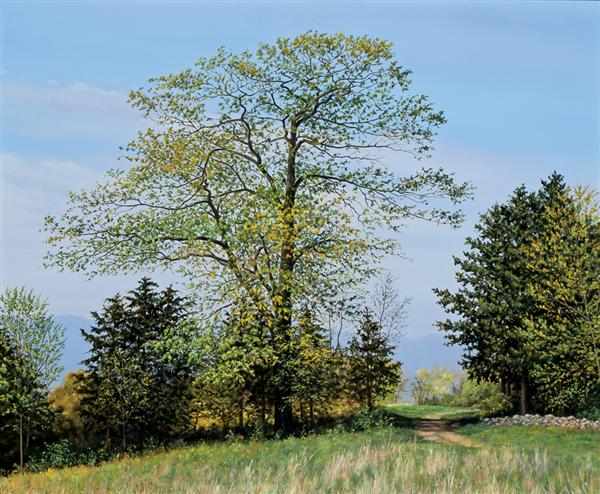 Appraisal: TOM YOST American b ''Path Through the Trees'' oil on