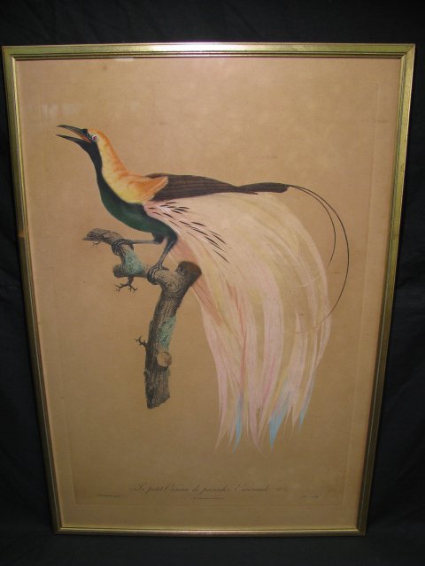 Appraisal: Jacques Barraband - engraving with color of an exotic bird