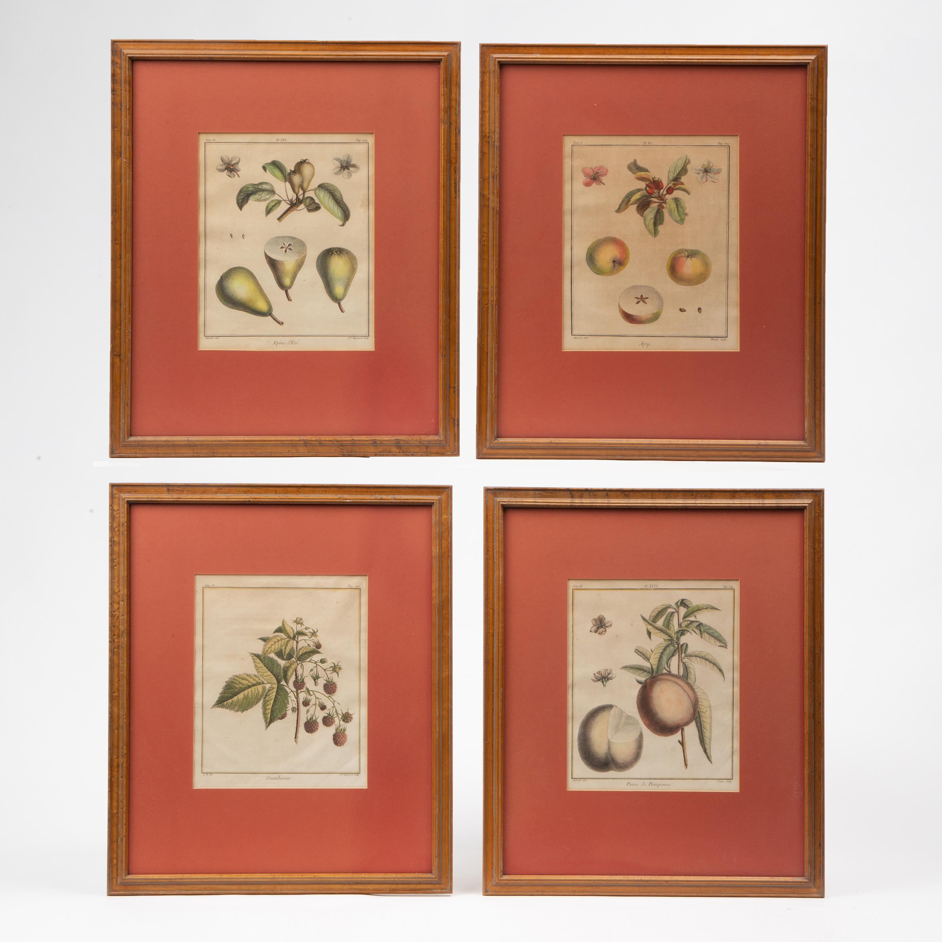 Appraisal: FOUR ANTIQUE HAND-COLORED FRUIT ENGRAVINGS Four th c engravings on