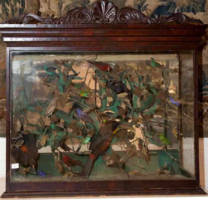 Appraisal: BIRD TAXIDERMY CABINET late th early th century pierced shell